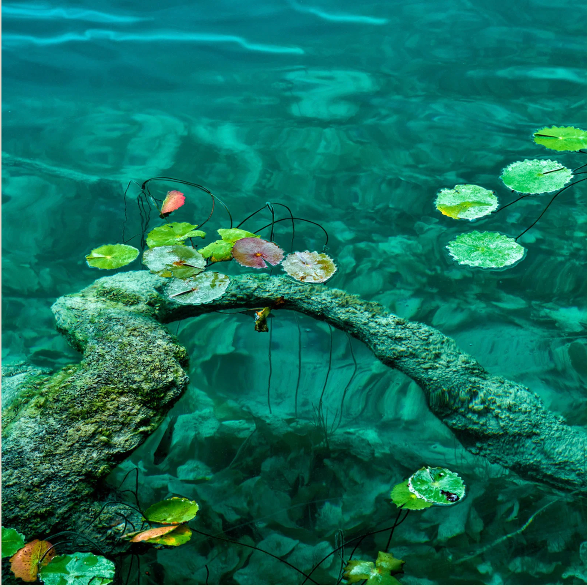 Lily pads connected across a submerged stone structure
